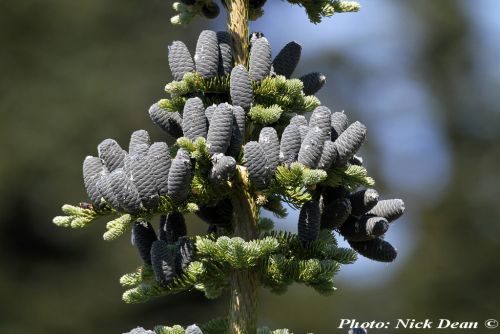 Abies amabilis