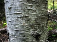  - Zum Vergrößern anklicken