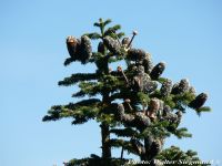  - Zum Vergrößern anklicken