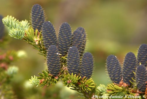 Abies balsamea