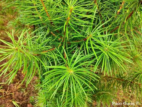 Cathaya argyrophylla   