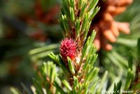  - Zum Vergrößern anklicken