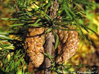  - Zum Vergrößern anklicken