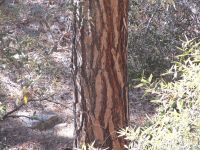  - Zum Vergrößern anklicken