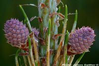  - Zum Vergrößern anklicken