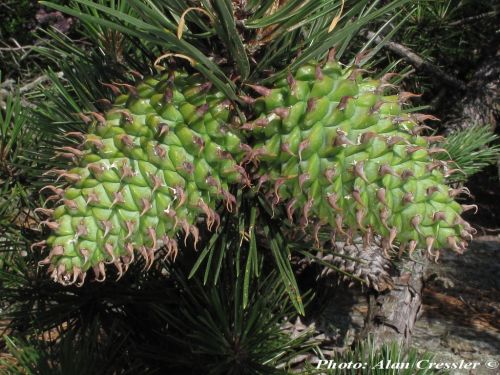 Pinus pungens