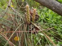  - Zum Vergrößern anklicken