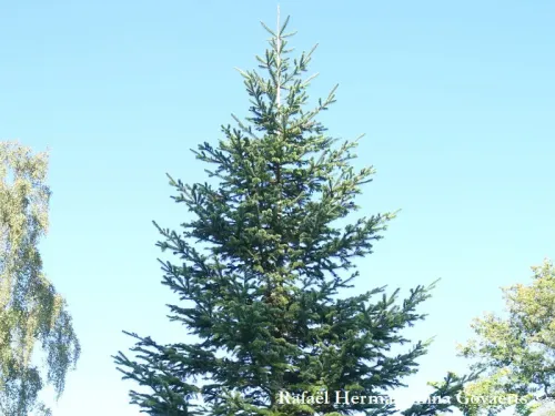 Abies sachalinensis var. mayriana 