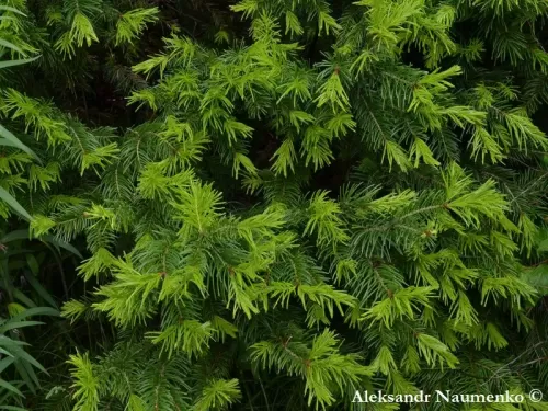 Abies semenovii - Tianshan Tanne, Kirgisische Tanne