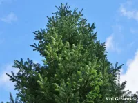 Abies veitchii var. sikokiana baum - Zum Vergrößern anklicken