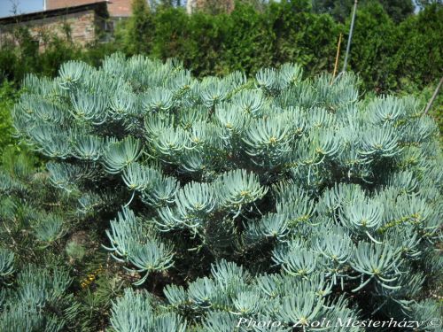 Abies concolor 'Globosa'
